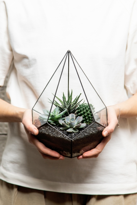 Флорариум - капля с кактусами и суккулентами