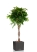 Фикус Амстел Кинг переплетенный 30/140 см в CANTO STONE LOW 40