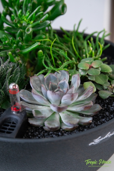 Композиция с суккулентами в CUBETO COLOR 30