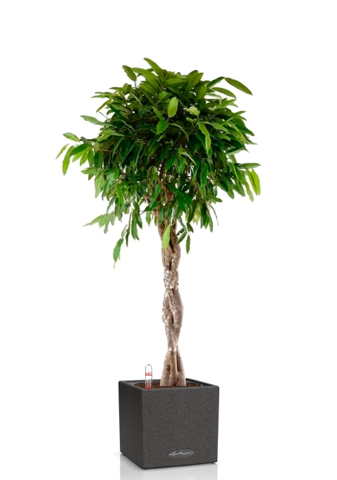 Фикус Амстел Кинг переплетенный 30/140 см в CANTO STONE LOW 40