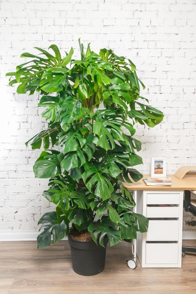 Монстера на опоре 35/180 см