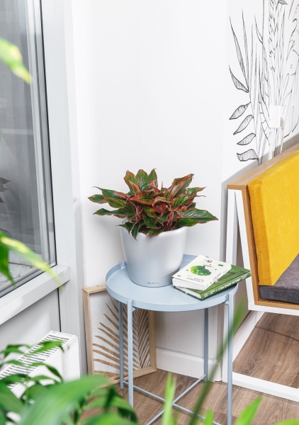 Аглаонема Крит в CLASSICO LS 21