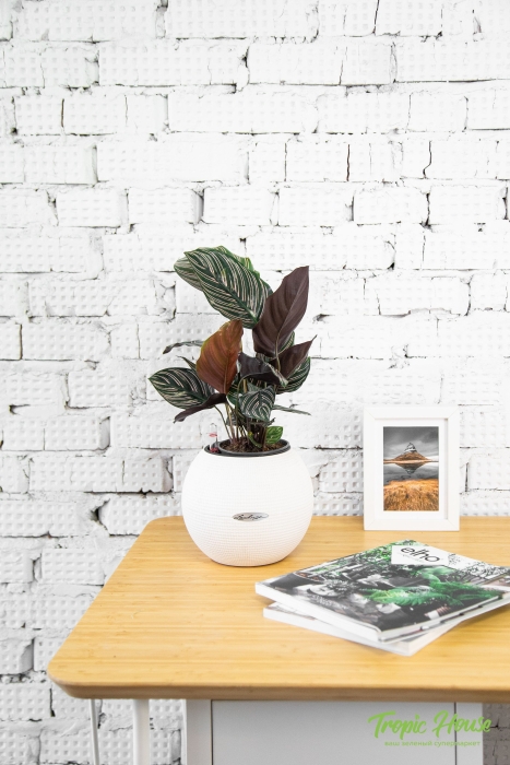 Калатея Сандериана в PURO 20