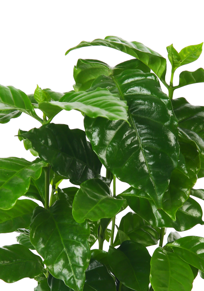 Кофе в DELTA 20