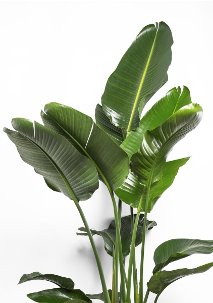 Стрелиция Николай 27/170 см в CANTO STONE HIGH 40