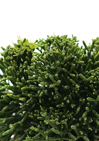 Рипсалис в CANTO Stone 14