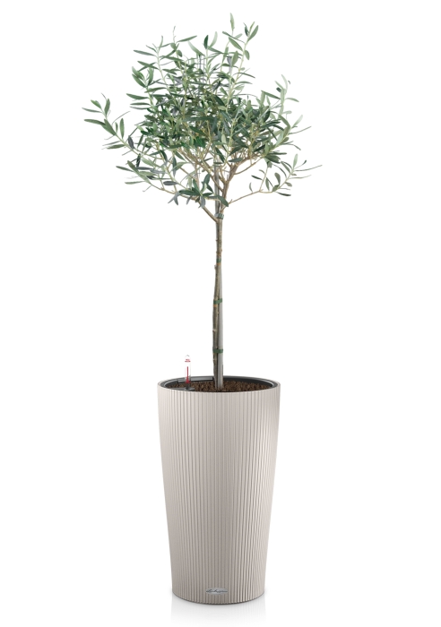 Олива в CILINDRO 32, песочно-коричневый