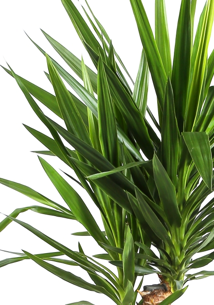 Юкка Элефантис в CLASSICO LS 50