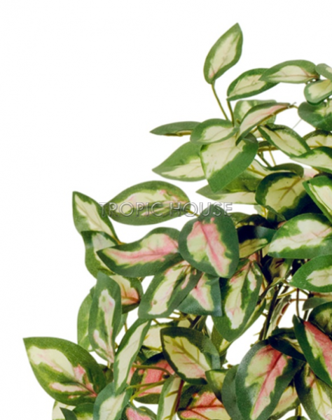 Дэнс Хойя ампельная светло-зелёная с розовым