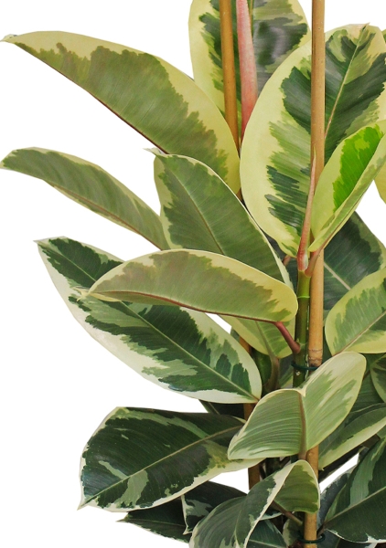 Фикус Эластика Тинеке 3 ствола 24/80 см Фикус Эластика Тинеке 3 ствола 24/80 см