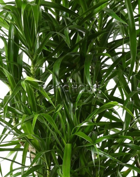 Драцена Анита RONDO 40 Драцена Анита RONDO 40