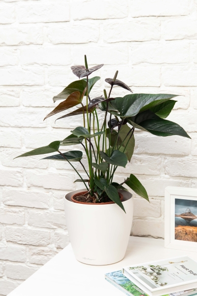 Антуриум Андре шоколадный 17/55 см в CUBICO COLOR 22 Антуриум Андре шоколадный 17/55 см в CUBICO COLOR 22