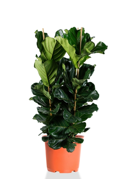 Фикус Лирата 3 ствола 34/140 см