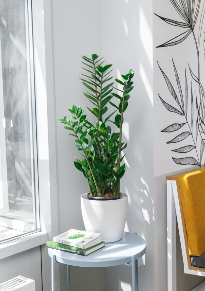 Замиокулькас 17/65 см