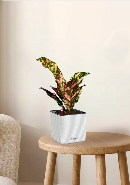 Кодиеум 8/20 см в CUBE COLOR 14 Кодиеум 8/20 см в CUBE COLOR 14