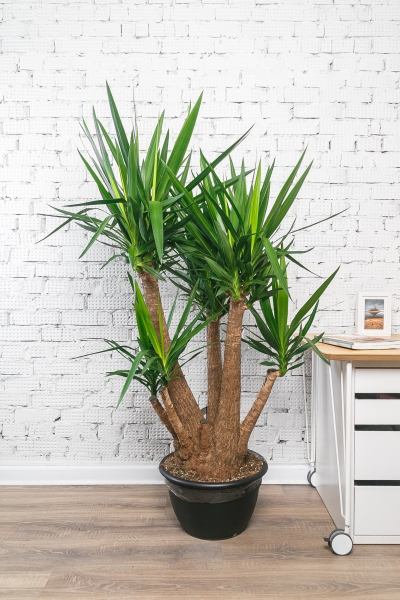 Юкка разветвленная макси 55/190 см