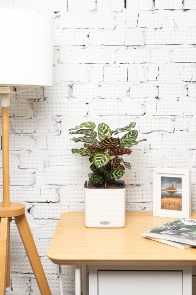 Калатея Макояна 14/45 см в CUBE COLOR 16 Калатея Макояна 14/45 см в CUBE COLOR 16