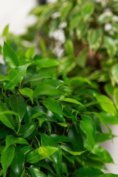 "Набор для дома" Фикусы в PURO 20 "Набор для дома" Фикусы в PURO 20