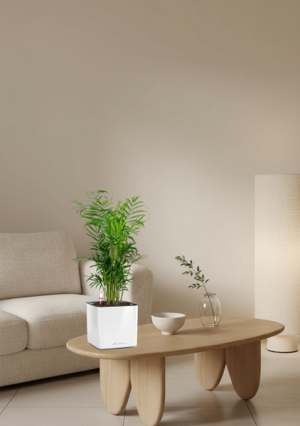 Хамедорея Элеганс 12/45 в CUBE GLOSSY 14