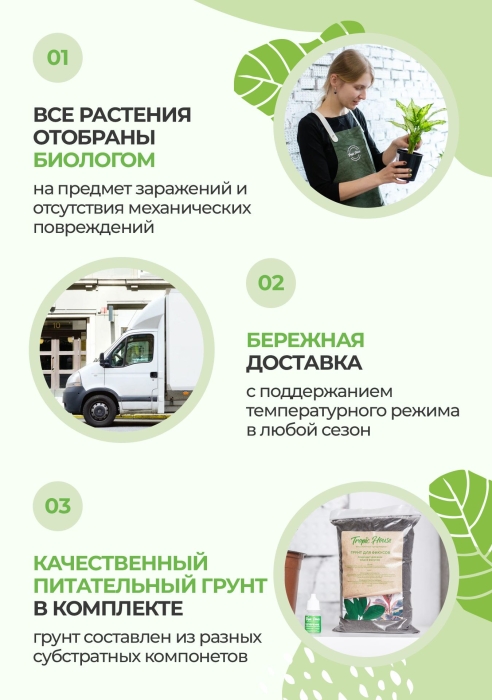 Плющ Хедера в CLASSICO COLOR 21