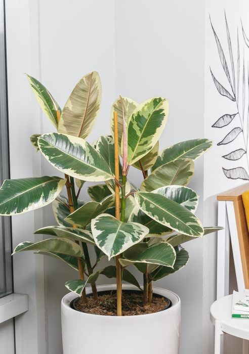 Фикус Эластика Тинеке 3 ствола 24/80 см