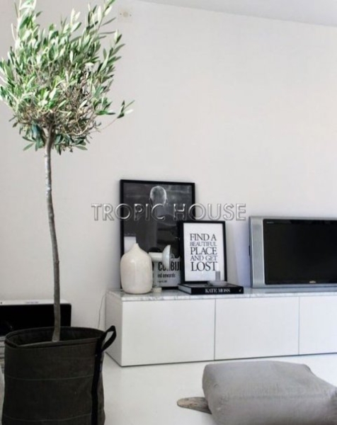 Олива на стволе 21/100 см