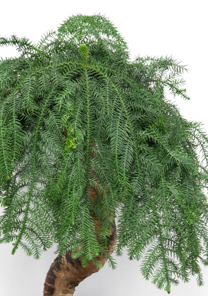 Араукария бонсай 40/110 см в CLASSICO LS 43