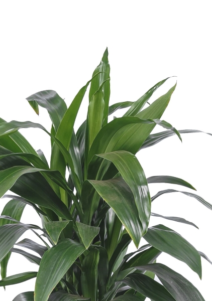 Драцена Джанет Крейг в RONDO 32