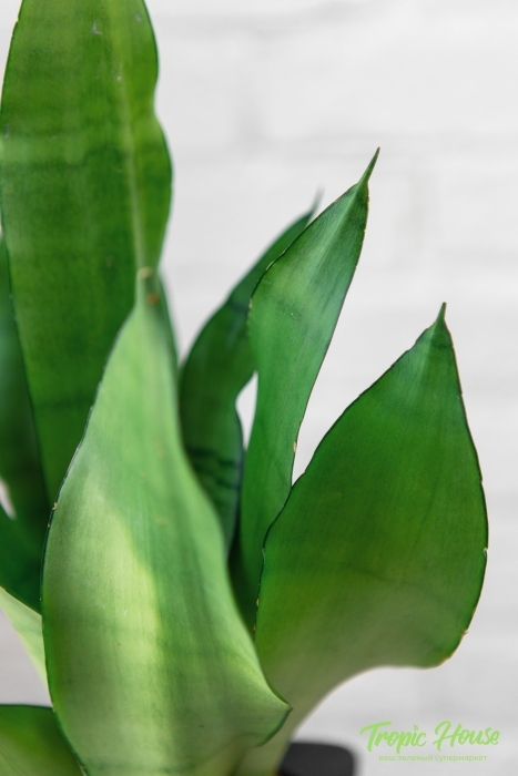 Сансевиерия Муншайн в PURO 20