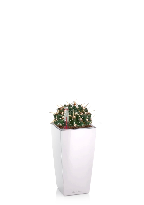 Кактус Нотокактус Субмаммулозус 10/20 см в MINI CUBI, белый блестщяий 