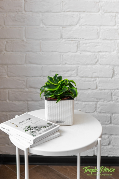 Драцена Торнадо в CUBE COLOR 14