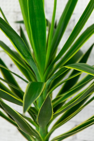 Юкка Пак в CUBICO COLOR 30