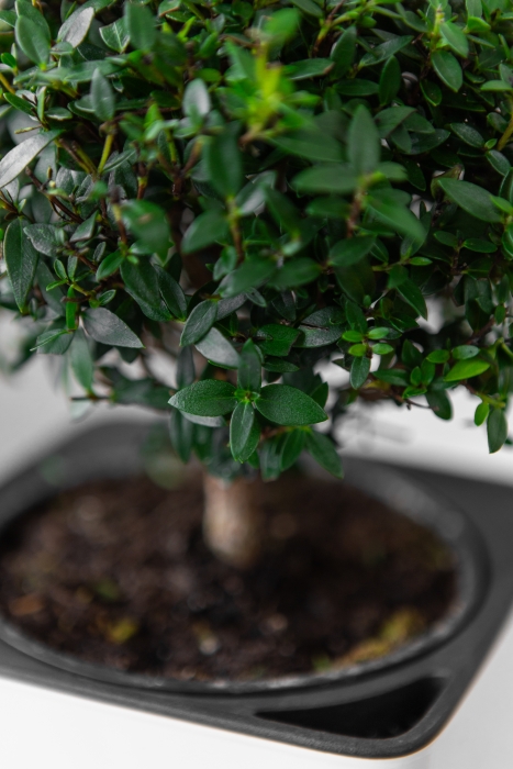 Мирт в CUBE GLOSSY 14