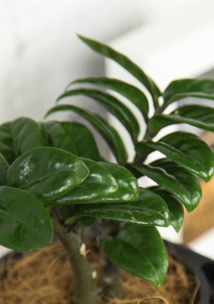 Замиокулькас Зензи 9/15 в CANTO STONE 14