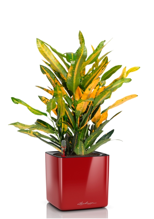 Кротон Санни в CUBE GLOSSY 14, ярко-красный блестящий