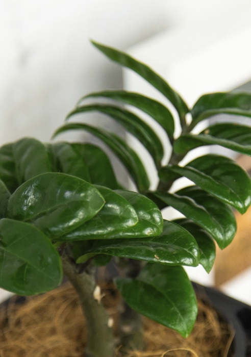 Замиокулькас Зензи 9/15 в CANTO STONE 14