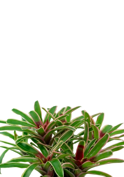 Нидулярия в PURO 20