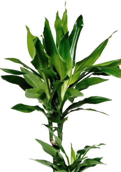 Драцена Джанет Линд 2 ствола 17/70 см