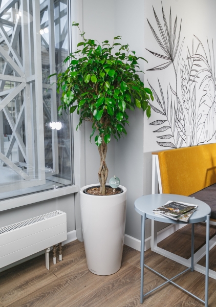 Фикус Экзотика переплетенный в RONDO 40 Фикус Экзотика переплетенный в RONDO 40