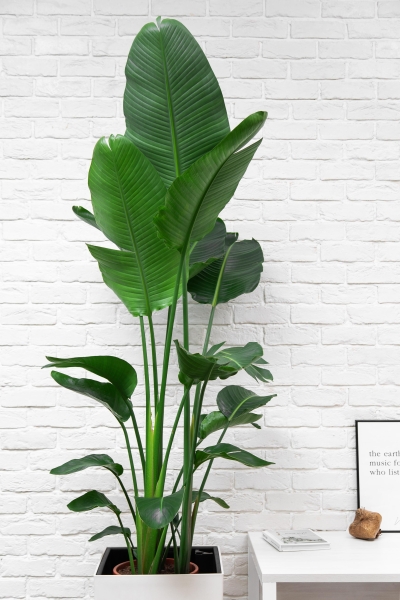 Стрелиция Николай 27/170 см в CANTO STONE HIGH 40