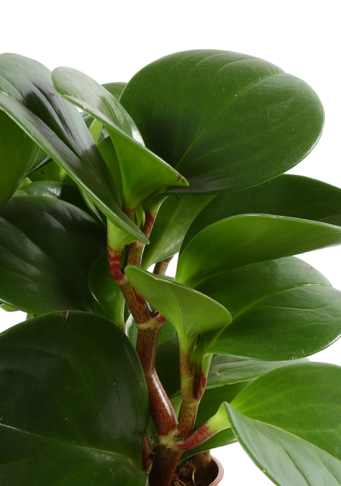 Пеперомия Грин в PURO 20