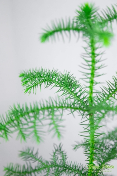 Араукария 1 ствол 10/30 см в CUBE COLOR 14