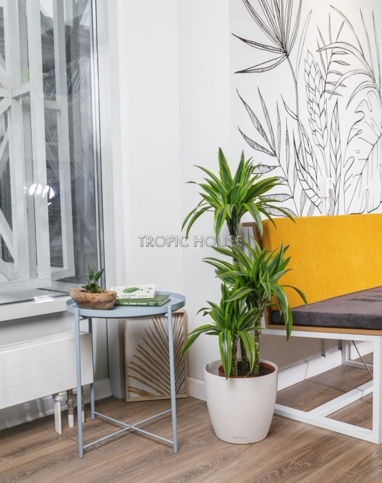 Драцена Лемон Лайм в CLASSICO 28