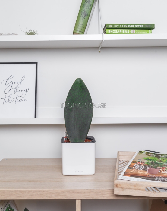 Сансевиерия Масониана Виктория в CUBE GLOSSY 14