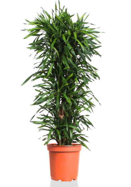 Драцена Рики бранч 27/140 см