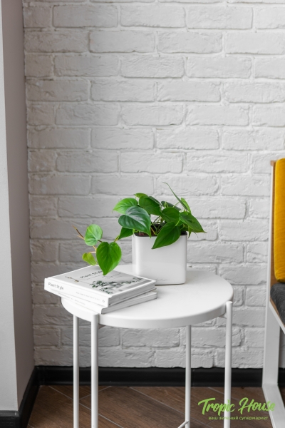 Филодендрон Сканденс 12/20 см в CUBE GLOSSY 14 Филодендрон Сканденс 12/20 см в CUBE GLOSSY 14