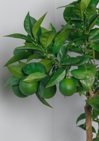 Цитрофортунелла Лайм 22/80 см