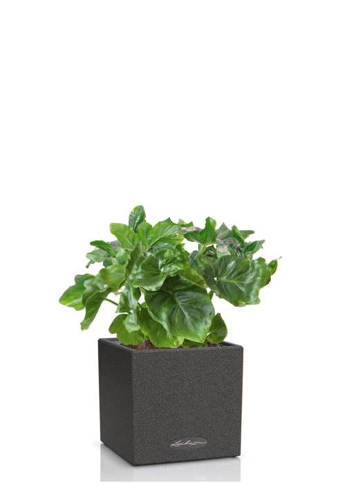 Филодендрон Атом в CANTO STONE 14, графитовый черный