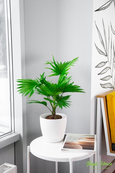 Ливистона 15/50 см