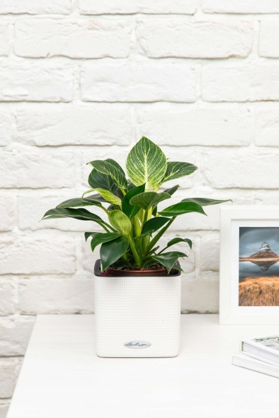 Филодендрон Биркин 12/30 см в CUBE GLOSSY 14 Филодендрон Биркин 12/30 см в CUBE GLOSSY 14